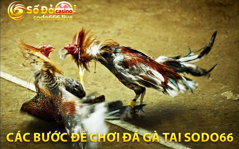 Đá Gà Thomo - Trải Nghiệm Hấp Dẫn Không Thể Bỏ Qua Các bước để chơi đá gà tại SODO66