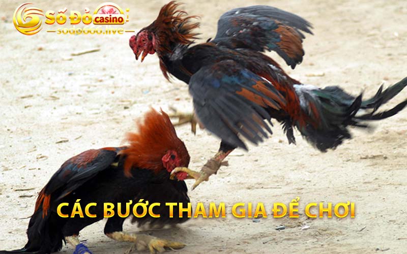 Đá Gà Campuchia - Thưởng Thức Trò Chơi Đánh Bạc Hấp Dẫn Các bước tham gia để chơi
