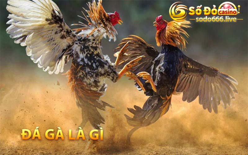 Đá Gà | Hòa Mình Vào Cuốc Đấu Chiến Kê Tại SODO66 Đá Gà là gì?
