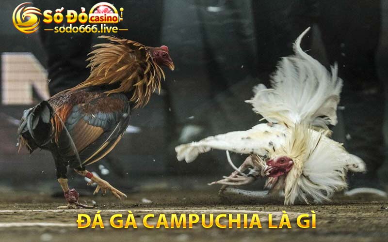 Đá Gà Campuchia - Thưởng Thức Trò Chơi Đánh Bạc Hấp Dẫn Đá gà Campuchia là gì