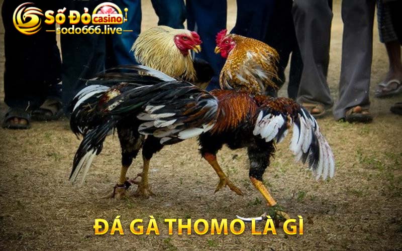 Đá Gà Thomo - Trải Nghiệm Hấp Dẫn Không Thể Bỏ Qua Đá gà Thomo là gì