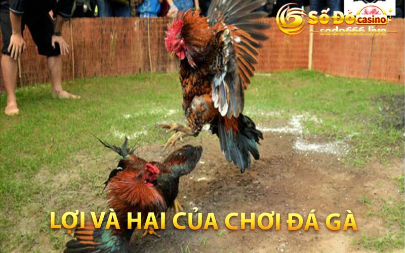 Đá Gà | Hòa Mình Vào Cuốc Đấu Chiến Kê Tại SODO66 Lợi và hại của chơi đá gà