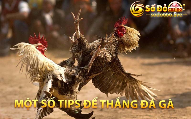 Đá Gà | Hòa Mình Vào Cuốc Đấu Chiến Kê Tại SODO66 Một số tips để thắng đá gà