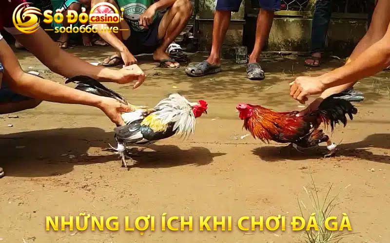 Đá Gà Campuchia - Thưởng Thức Trò Chơi Đánh Bạc Hấp Dẫn Những lợi ích khi chơi đá gà