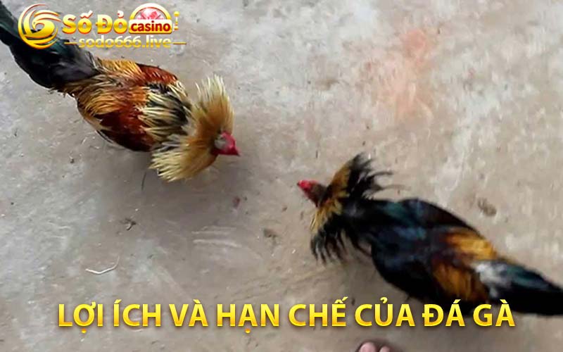 Đá Gà Thomo - Trải Nghiệm Hấp Dẫn Không Thể Bỏ Qua lợi ích và hạn chế của đá gà